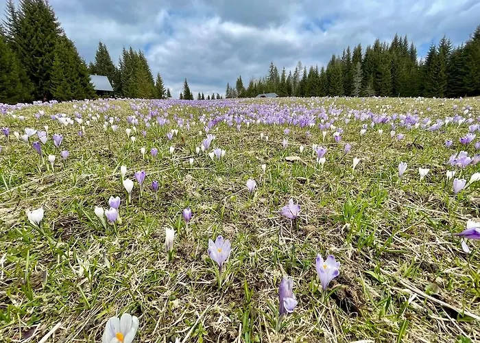 Vacation House Enya * Koprivnik v Bohinju